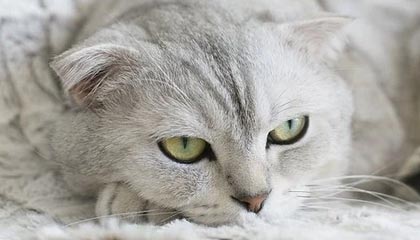 开云首页登录-王牌队教练团队战术布置到位，王牌队教练团队战术布置到位的原因